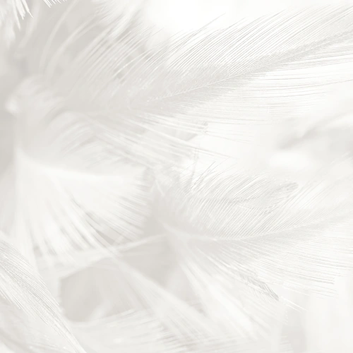 Categoría Plumas